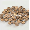 Biologisches Lebensmittel Brown Flesh Smooth Shiitake Pilz mit guter Qualität